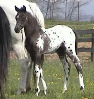 Leopard Rock Sport Horse Appaloosas Foals